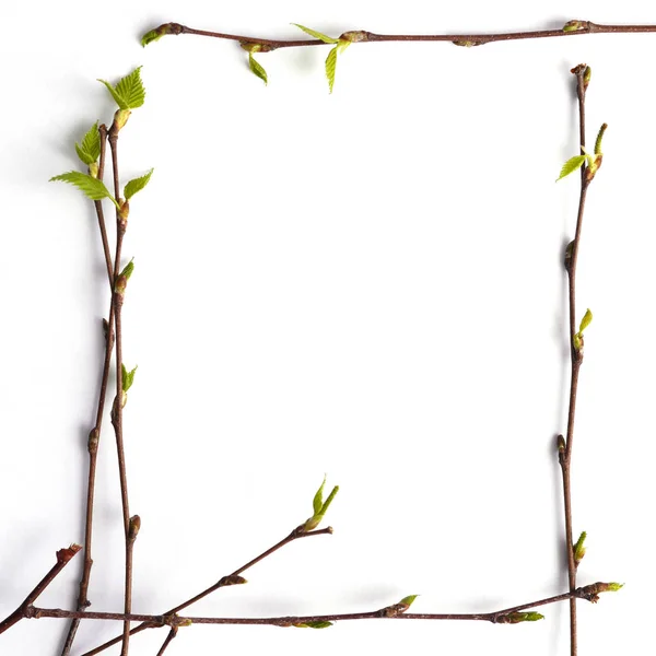 Ива Маленькими Листьями — стоковое фото