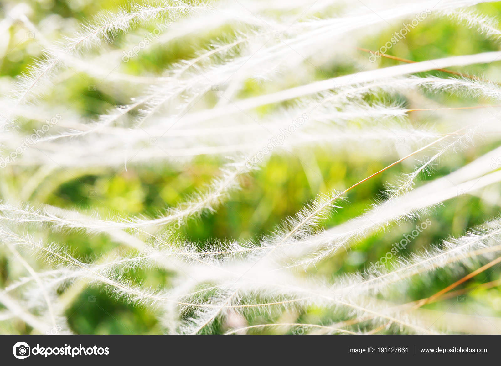 Blossoming Feather Grass Close Abstract Summer Natural ...