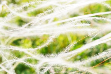 Çiçek açması tüy çim yakın çekim, soyut yaz doğal arka plan.