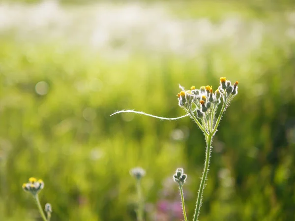 Dzikie Kwiaty Polanie Naturalne Podłoże Kwiatowe Wiosna Lato — Zdjęcie stockowe