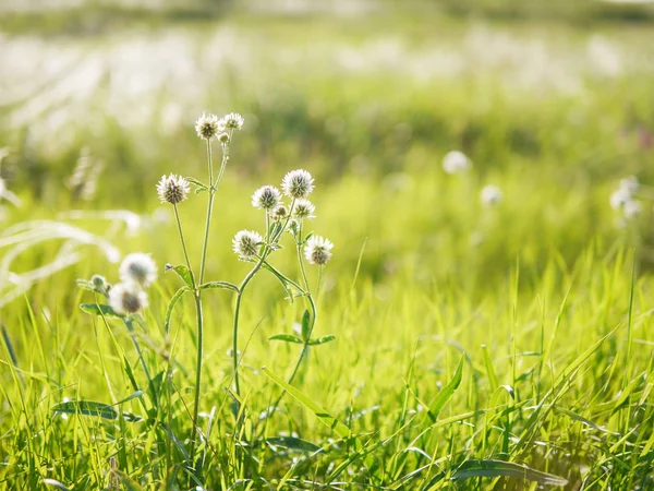 Dzikie Kwiaty Polanie Naturalne Podłoże Kwiatowe Wiosna Lato — Zdjęcie stockowe