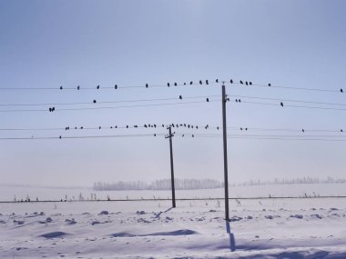 Minimalist kış manzarası. Yol boyunca teller kuşlarda. Kuşlar gökyüzünde uçar. Elektrik kuleleri ve teller.