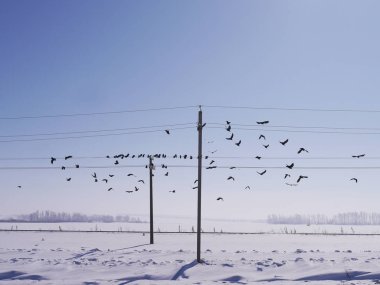 Minimalist kış manzarası. Yol boyunca teller kuşlarda. Kuşlar gökyüzünde uçar. Elektrik kuleleri ve teller.
