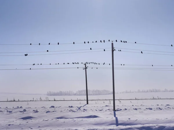 Minimalist Kış Manzarası Yol Boyunca Teller Kuşlarda Kuşlar Gökyüzünde Uçar — Stok fotoğraf