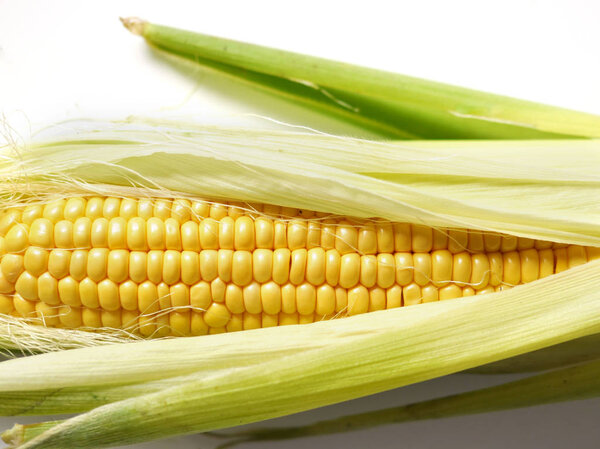 close-up photo of raw corn cob isolated on white background