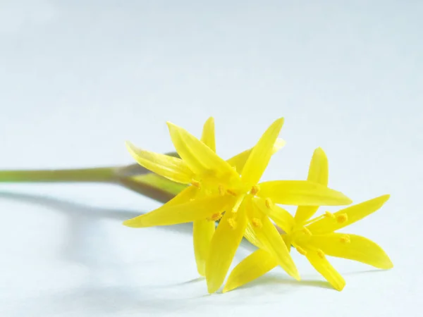 Zweig Kleiner Gelber Lilien Auf Hellblauem Hintergrund Selektiver Fokus — Stockfoto