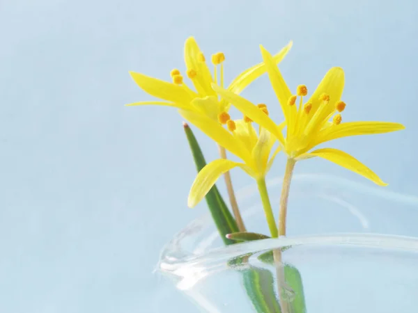 Zweig Kleiner Gelber Lilien Auf Hellblauem Hintergrund Selektiver Fokus — Stockfoto