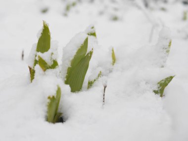 Beyaz kar altında ilk yeşil yaprakların görünümü kadar kapatın