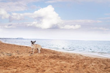 Sevimli köpek having oyunculuk kumlu deniz kıyısı