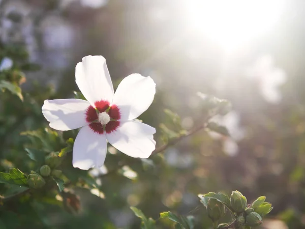 Blooming Λευκή Τροπική Λουλούδι Στο Φως Του Ήλιου Floral Φόντο — Φωτογραφία Αρχείου