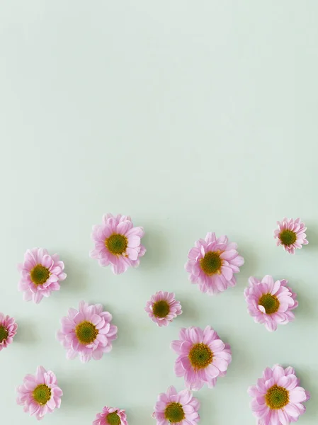 Foto Hermosas Flores Gerberas Rosadas Flores Patrón Textura Sobre Fondo — Foto de Stock