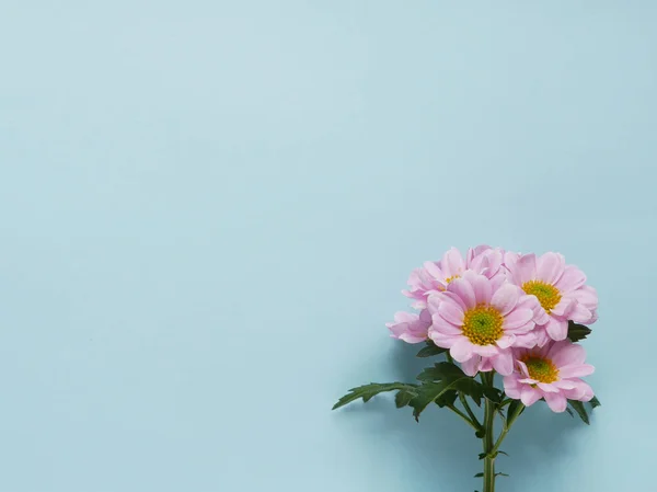 Hermosas Flores Crisantemo Flor Sobre Fondo Azul —  Fotos de Stock