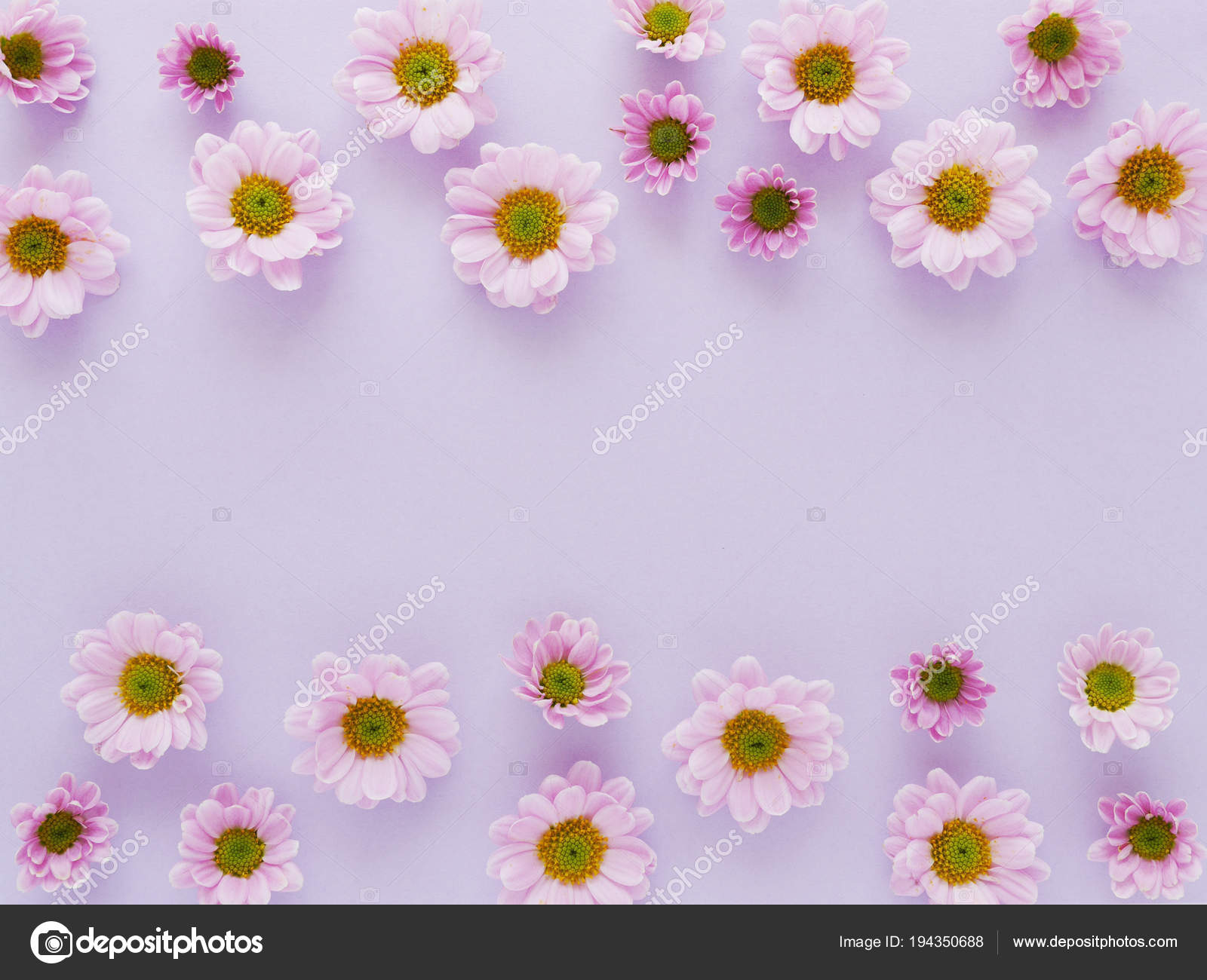 Beautiful Blooming Chrysanthemum Flowers Light Purple Background Stock Photo Image By C Tanya Morozz 194350688