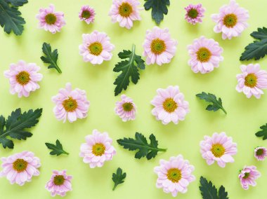 Güzel çiçek açan kasımpatı çiçekleri Dikişsiz desen Sarı zemin üzerine