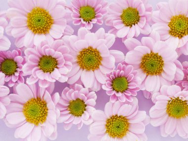 Açık mor renkli güzel çiçek açan kasımpatı çiçekleri