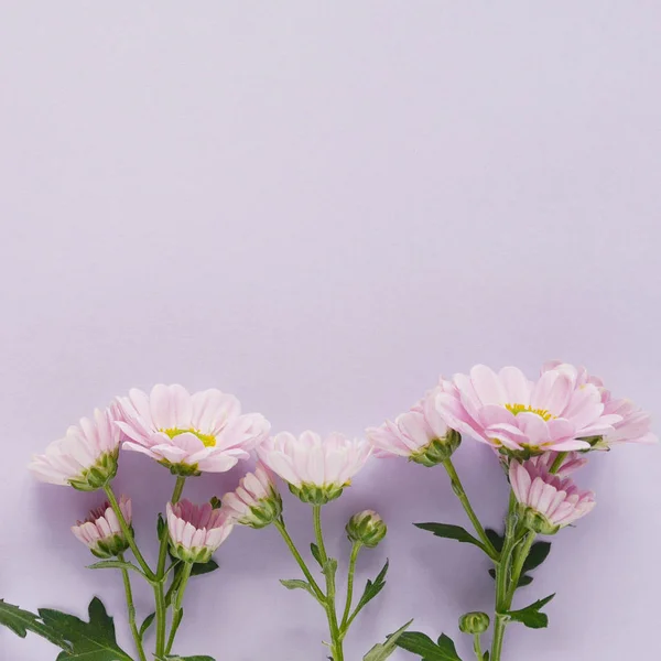 Fila Hermosas Flores Crisantemo Flor —  Fotos de Stock