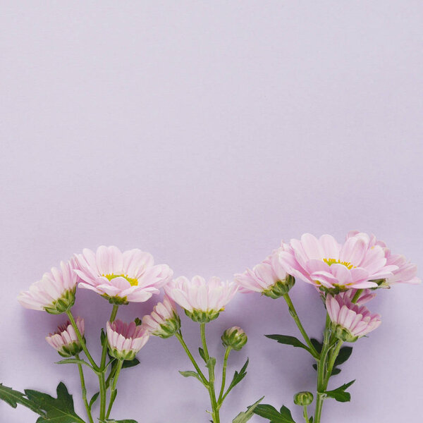 Row of beautiful blooming chrysanthemum flowers
