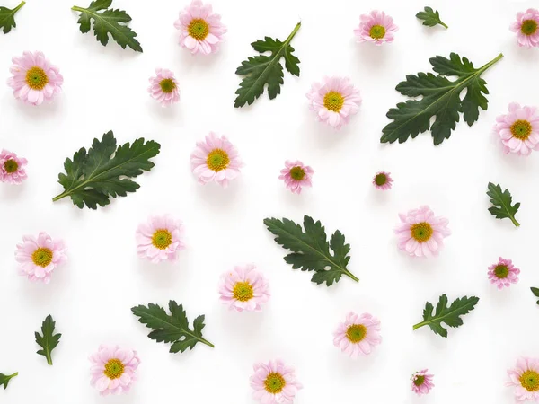 Beautiful Blooming Chrysanthemum Flowers Seamless Pattern White Background — Stock Photo, Image