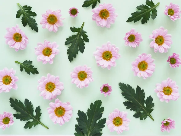 Hermosas Flores Crisantemo Flor Sobre Fondo Azul Menta — Foto de Stock