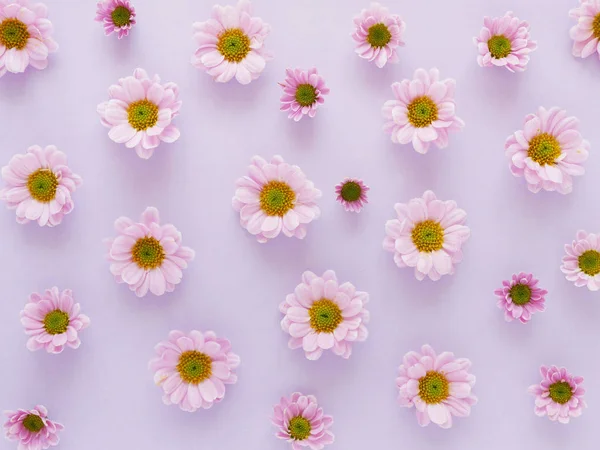 Hermosas Flores Crisantemo Floreciente Patrón Sin Costura —  Fotos de Stock