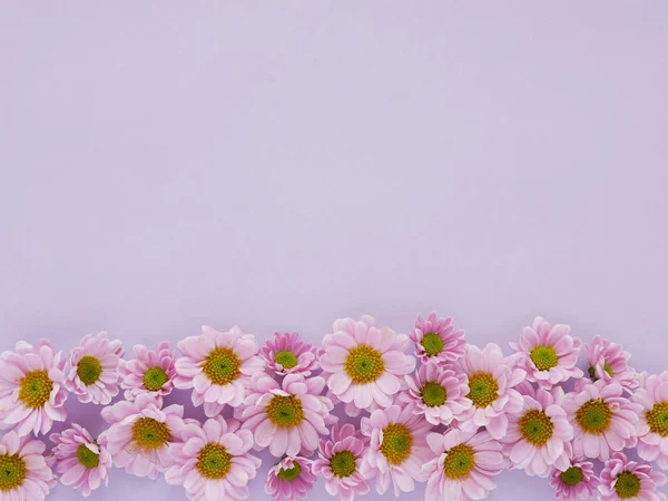 Belle Floraison Fleurs Chrysanthème Sur Fond Violet Clair — Photo