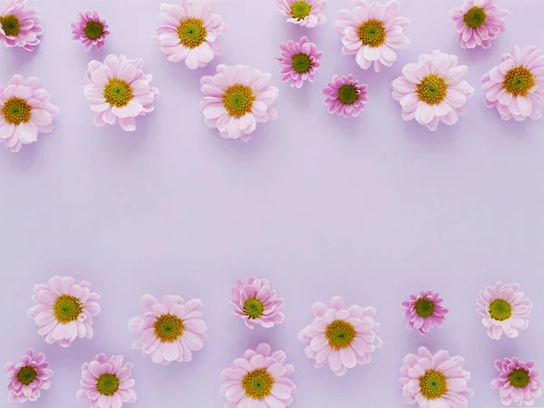 Hermosas Flores Crisantemo Flor Sobre Fondo Púrpura Claro —  Fotos de Stock