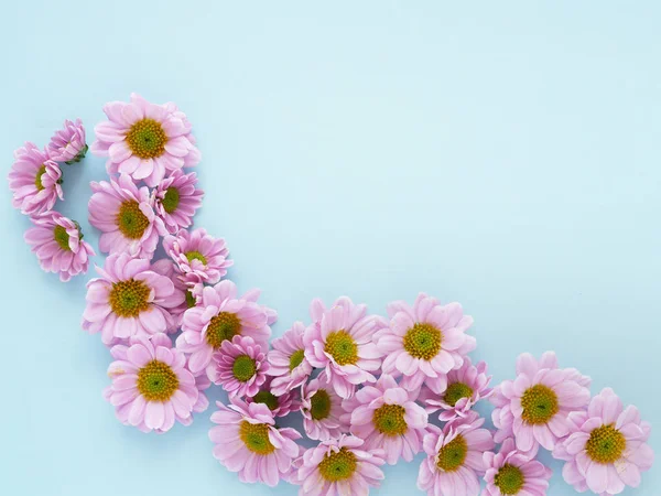 Hermosas Flores Crisantemo Flor Sobre Fondo Azul —  Fotos de Stock