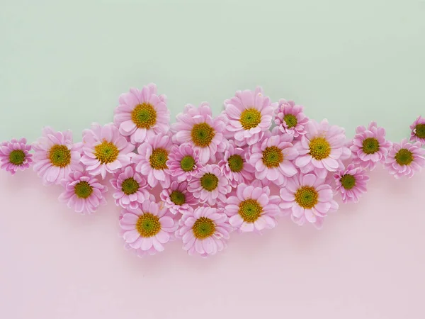 Fila Belas Flores Florescendo Crisântemo — Fotografia de Stock
