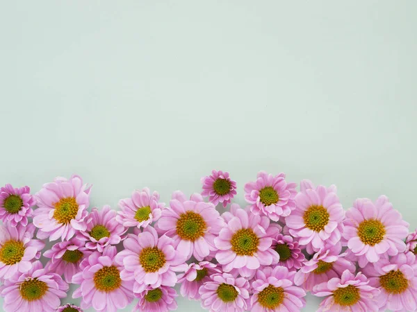 Hermosas Flores Crisantemo Flor Sobre Fondo Verde —  Fotos de Stock