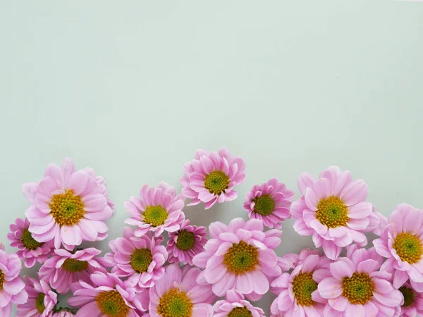 Mooie Bloeiende Chrysant Bloemen Groene Achtergrond — Stockfoto