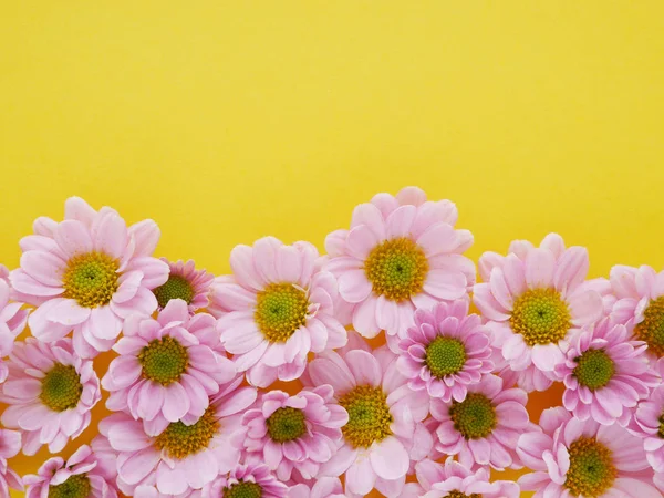 Lindas Flores Crisântemo Florescendo Fundo Amarelo — Fotografia de Stock