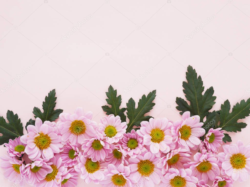 Beautiful blooming chrysanthemum flowers  on bhgeige background