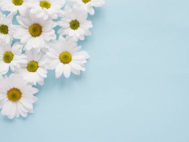 Bahçe chamomiles soluk mavi güzel düz yatırın