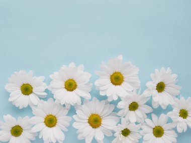 Bahçe chamomiles soluk mavi güzel düz yatırın