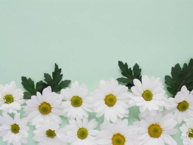 Soluk yeşil bahçe chamomiles güzel düz yatırın