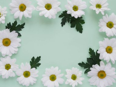 Soluk yeşil bahçe chamomiles güzel düz yatırın