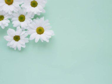 Soluk yeşil bahçe chamomiles güzel düz yatırın