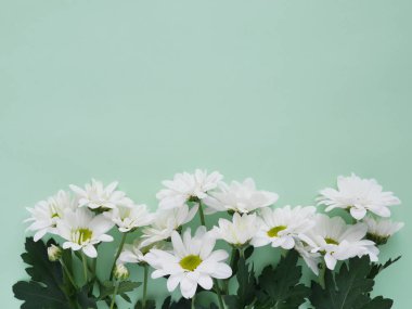 Bahçe chamomiles mavi güzel düz yatırın