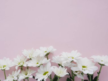 Pastel pembe üzerinde Bahçe chamomiles güzel düz yatırın