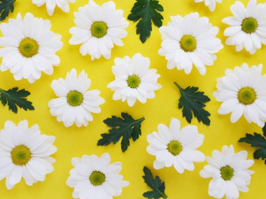 Bahçe chamomiles sarı güzel düz yatırın