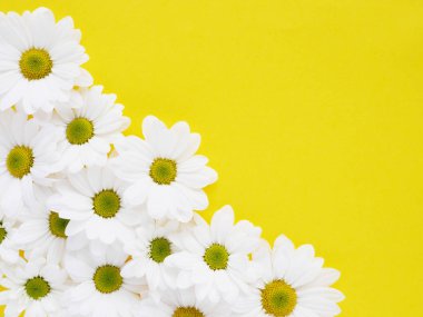 Bahçe chamomiles sarı güzel düz yatırın