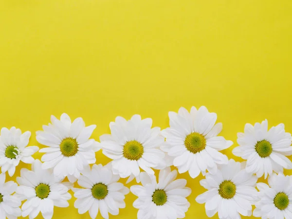 Lindo Apartamento Com Camomilas Jardim Amarelo — Fotografia de Stock