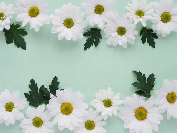 Lindo Apartamento Com Camomilas Jardim Verde Pálido — Fotografia de Stock