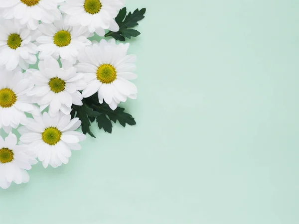 Bellissimo Appartamento Laici Con Camomille Giardino Verde Pallido — Foto Stock