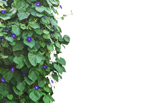 Květinový Keř Zelenými Listy Bílém Pozadí — Stock fotografie