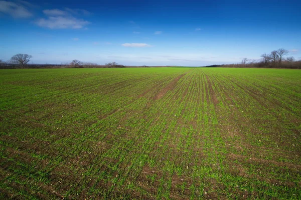 Field with green shoots of winter crops