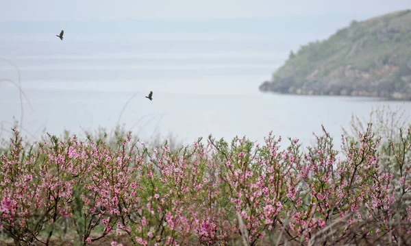Two ravens fly over peach garden by the sea