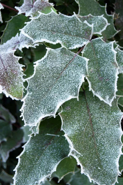 Frost Auf Einem Zaun Aus Mahonien Der Landschaft Brescia Lombardei — Stockfoto