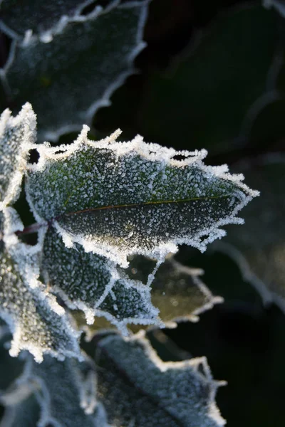 The cold has arrived this year - Lombardy - Italy — Stock Photo, Image