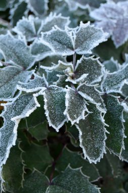 Soğuk bu yıl - Lombardy - İtalya geldi